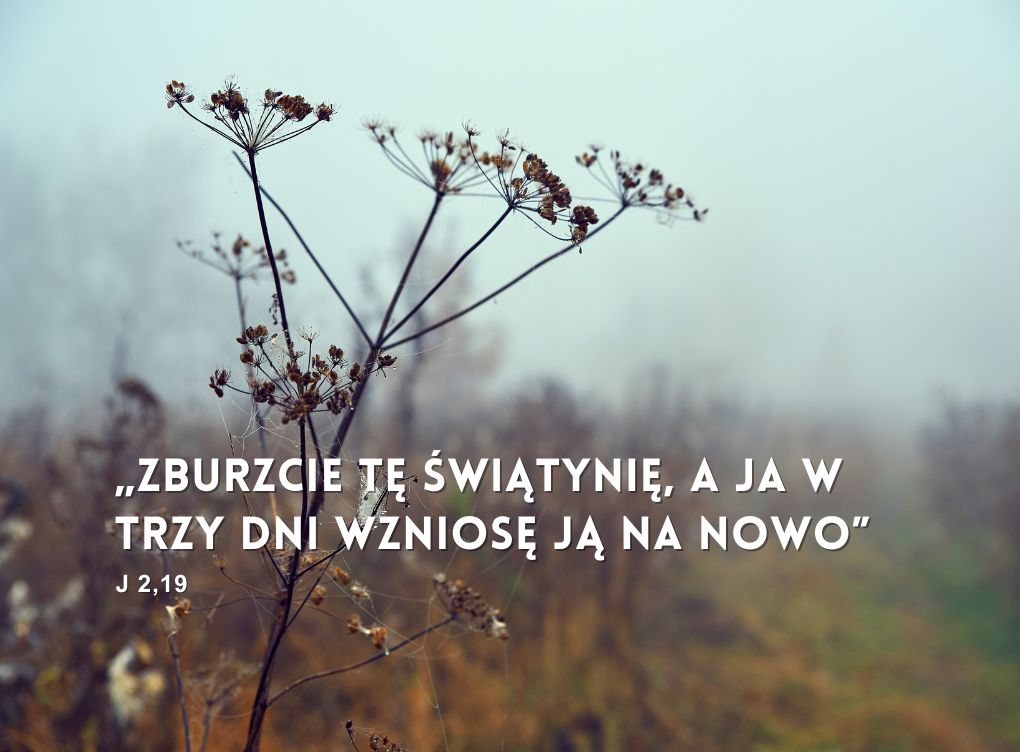 Ogłoszenia XXXII Niedziela zwykła 2025